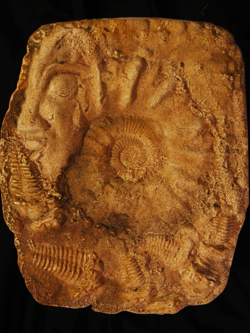 fossil-head-series-2