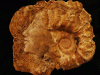 fossil-head-series-1